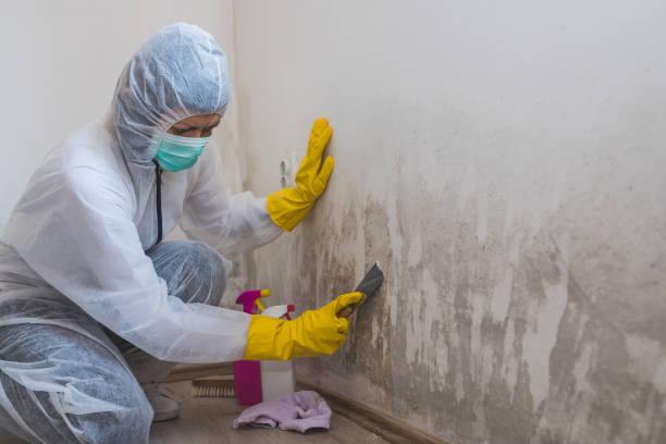 Best Crawl Space Mold Remediation in Tolar, TX