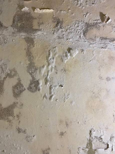 Best Mold Remediation for Schools in Tolar, TX