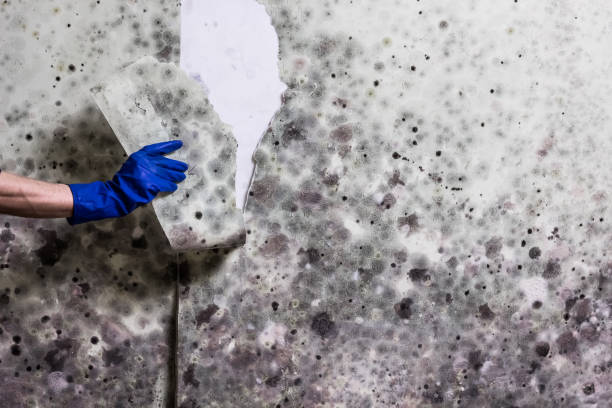 Best Kitchen Mold Remediation in Tolar, TX